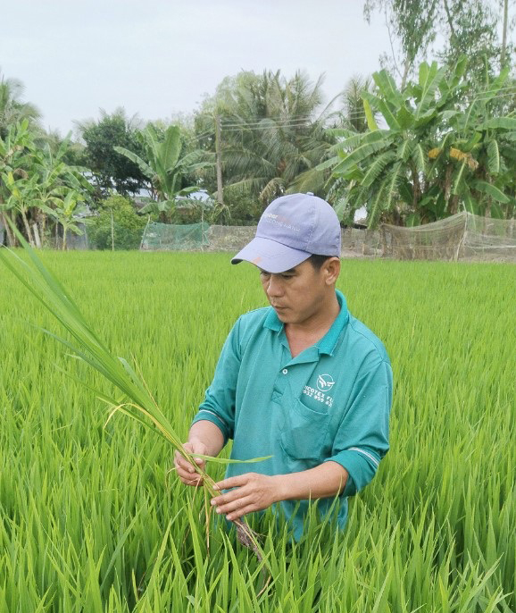 Một số lưu ý trong vụ lúa Đông Xuân 2023 – 2024