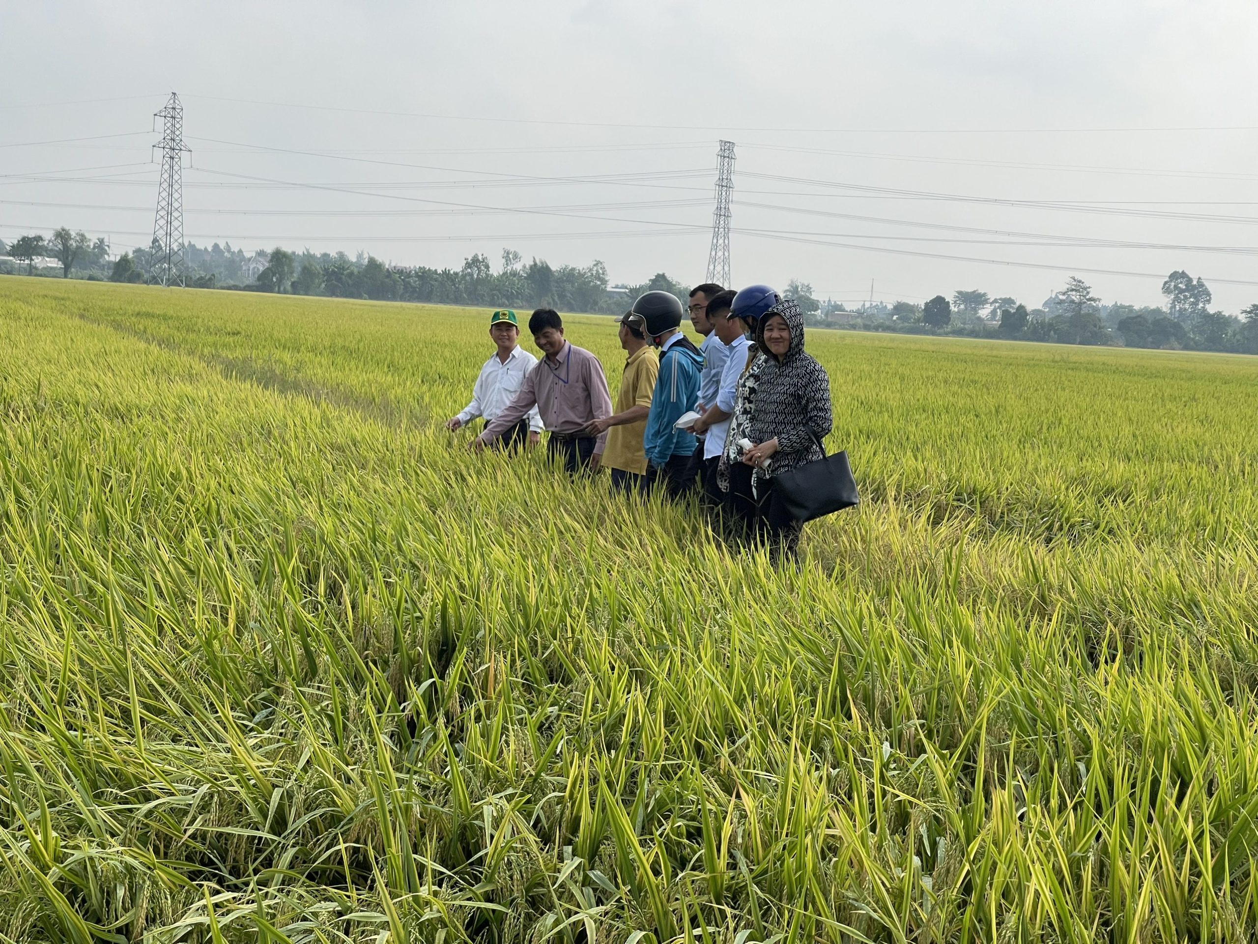 Cánh đồng lớn phường Trung Kiên vào vụ thu hoạch lúa Đông Xuân